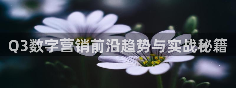 金年会平台是黑网还是白网